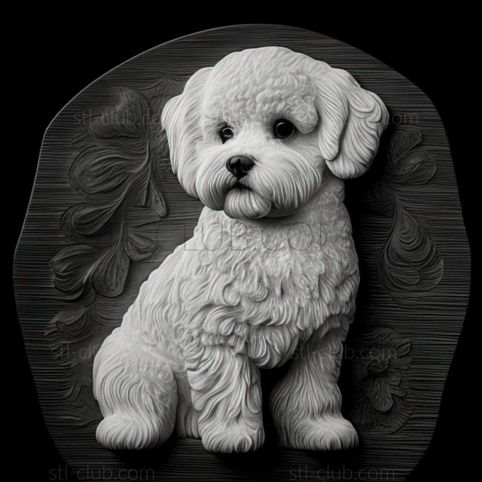 st Bichon frise dog